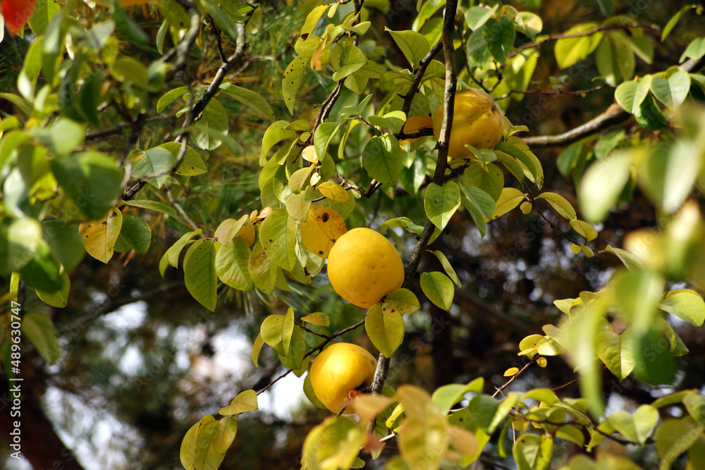 Quince fruits are open on the branches.