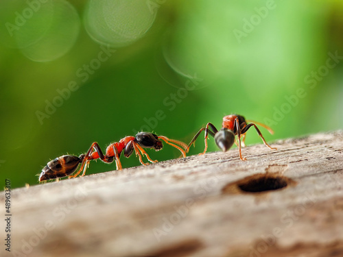 Red ant on wood in outdoor