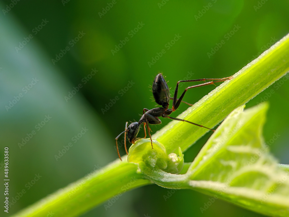 Ant close up on the green leaf in outdoor Ant close up on the green leaf in outdoor