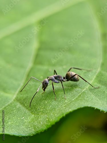 Black ant on leaf © Shozib