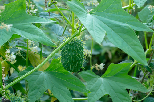 Decorative liana Echinocystis lobata. Flowering plant with leaves and ripe fruits. photo