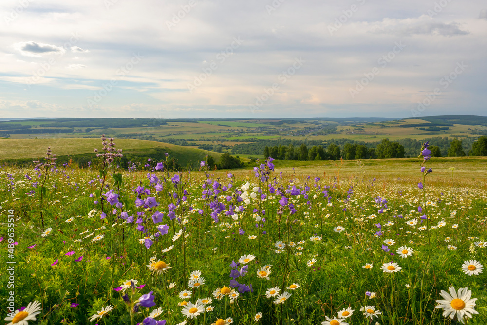 Summer landscape. View of the valley from the hill. Blooming meadow in the foreground.