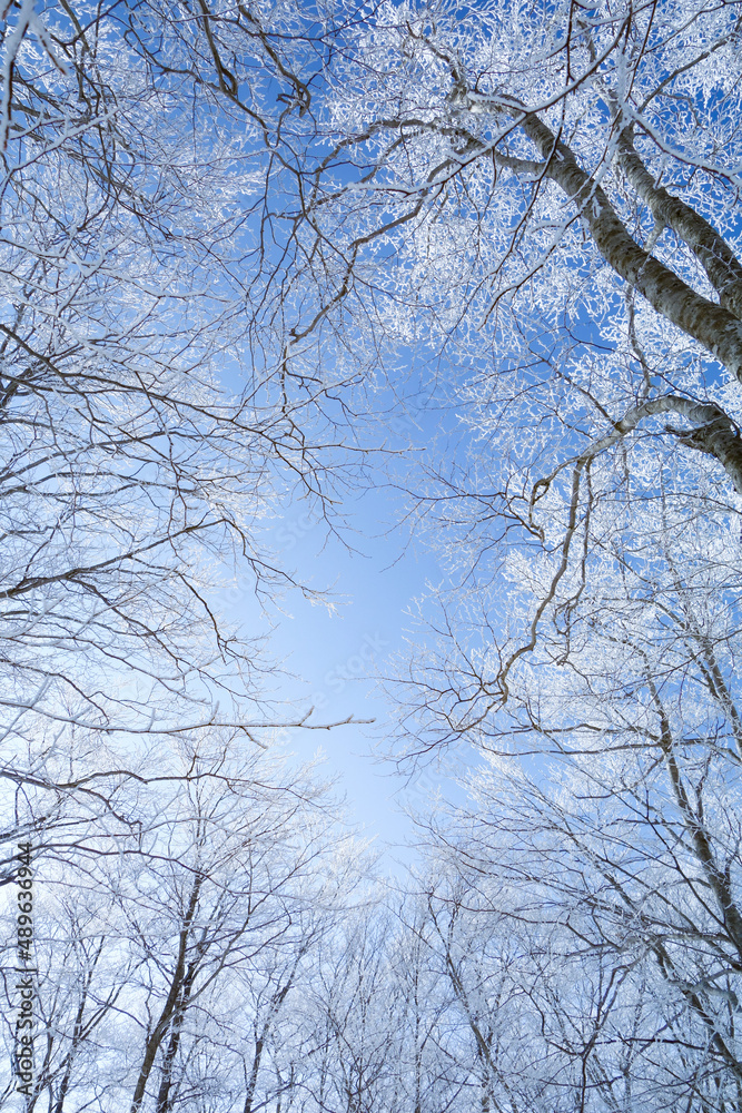 樹氷の中から望む青空