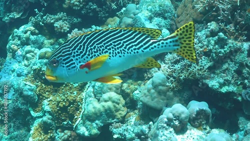School of tropical fish swim through coral reef