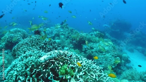 School of tropical fish swim through coral reef