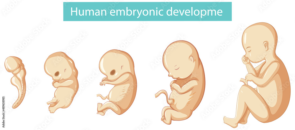 Diagram showing human embryonic development Stock Vector Biology Diagrams