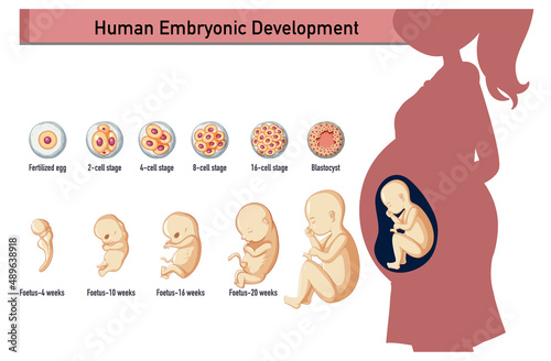 Human embryonic development in human infographic