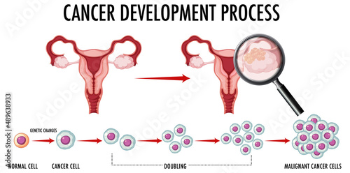 Human embryonic development in human infographic