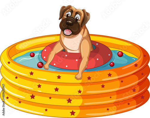 Cute puppy dog  in rubber swimming pool