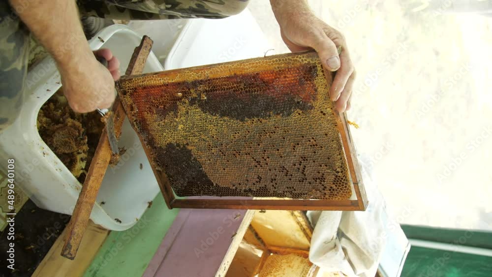 Honey production concept. Beekeeper cuts wax from honeycomb frame . Vertical shot Honey production concept. Beekeeper cuts wax from honeycomb frame . Vertical shot