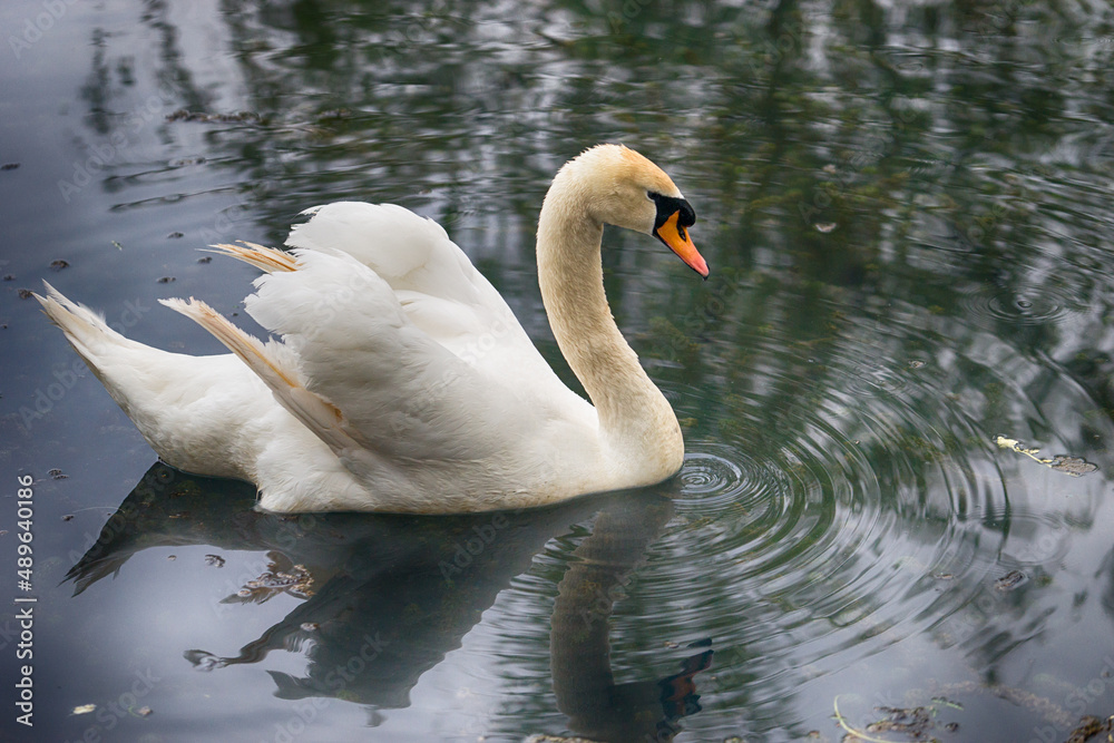 Obraz premium A lone white Swan swimming in the lake with dark surface