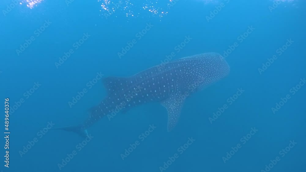 First person perspective following basking shark as it swims through tropical water First person perspective following basking shark as it swims through tropical water