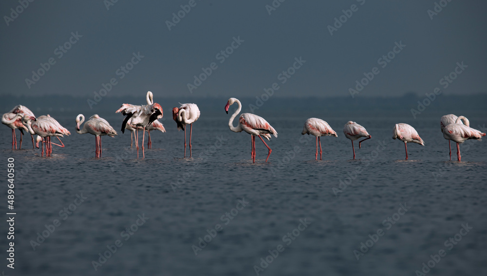 Flamingos on the lake searching for food