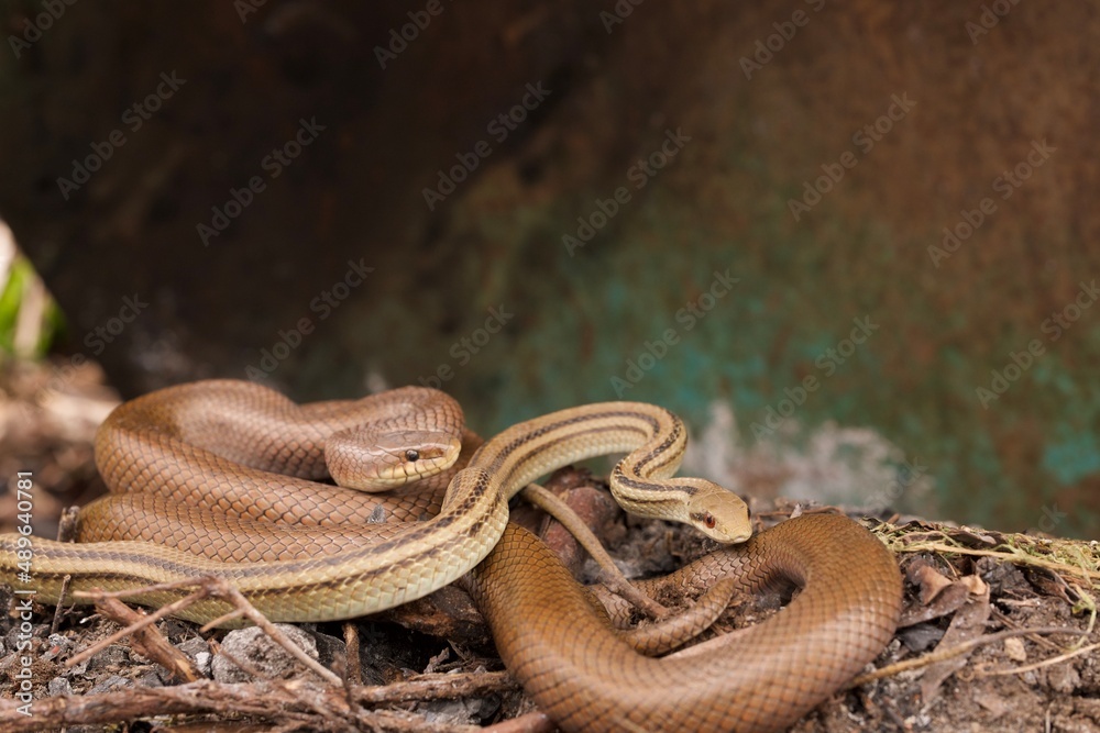 Obraz premium ヘビのお目覚め