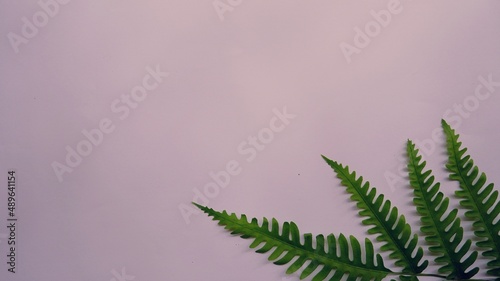 Real tropical leaves on white backgrounds.Botanical nature concepts.flat lay design