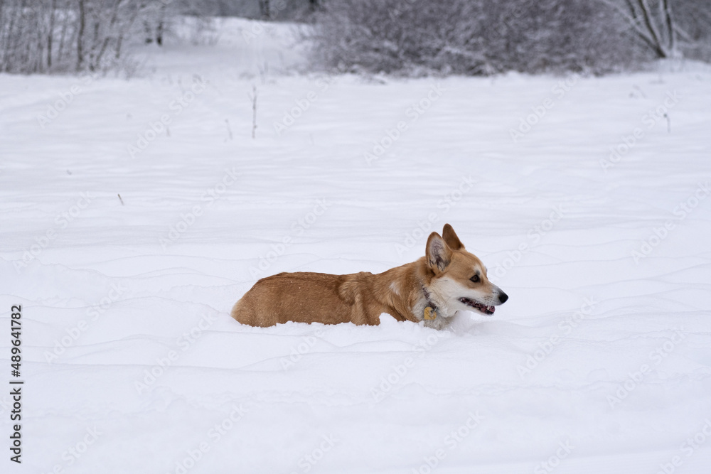 A dog in the snow. Winter in Russia A dog in the snow. Winter in Russia