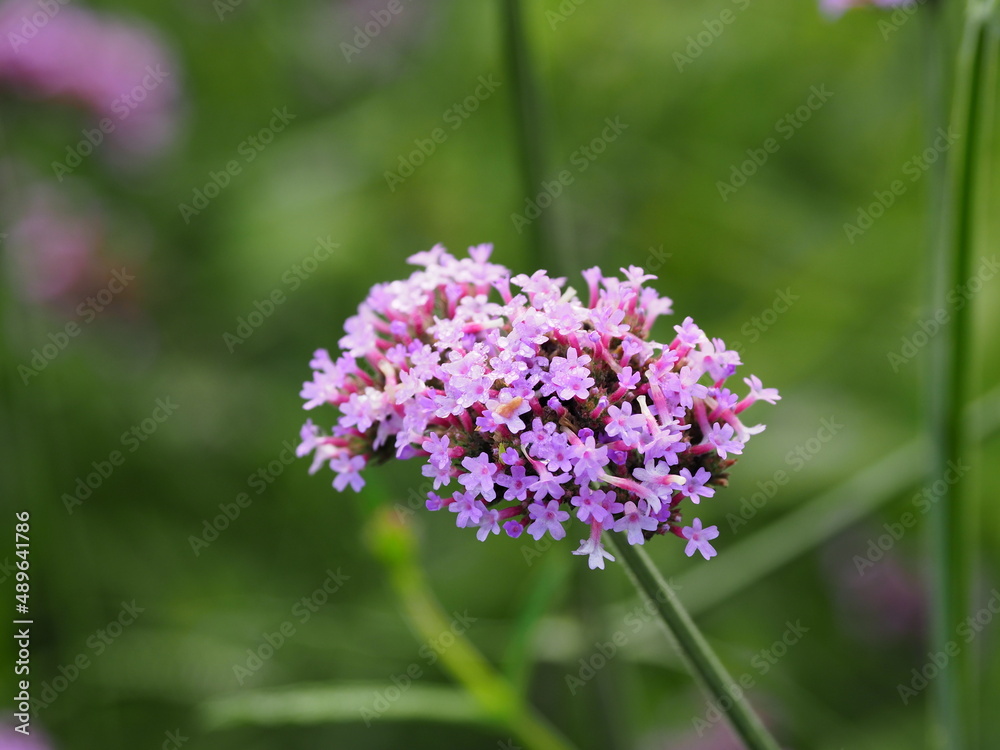 verbena flower purple blurred background verbena flower purple blurred background