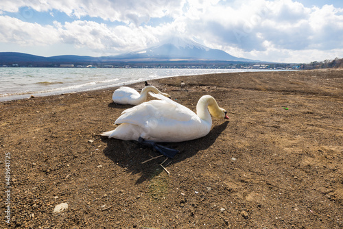 White swan in beach of Yamanakako lake photo