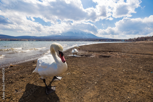 White swan in beach of Yamanakako lake photo