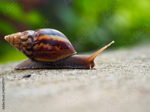snails on concrete moving forward