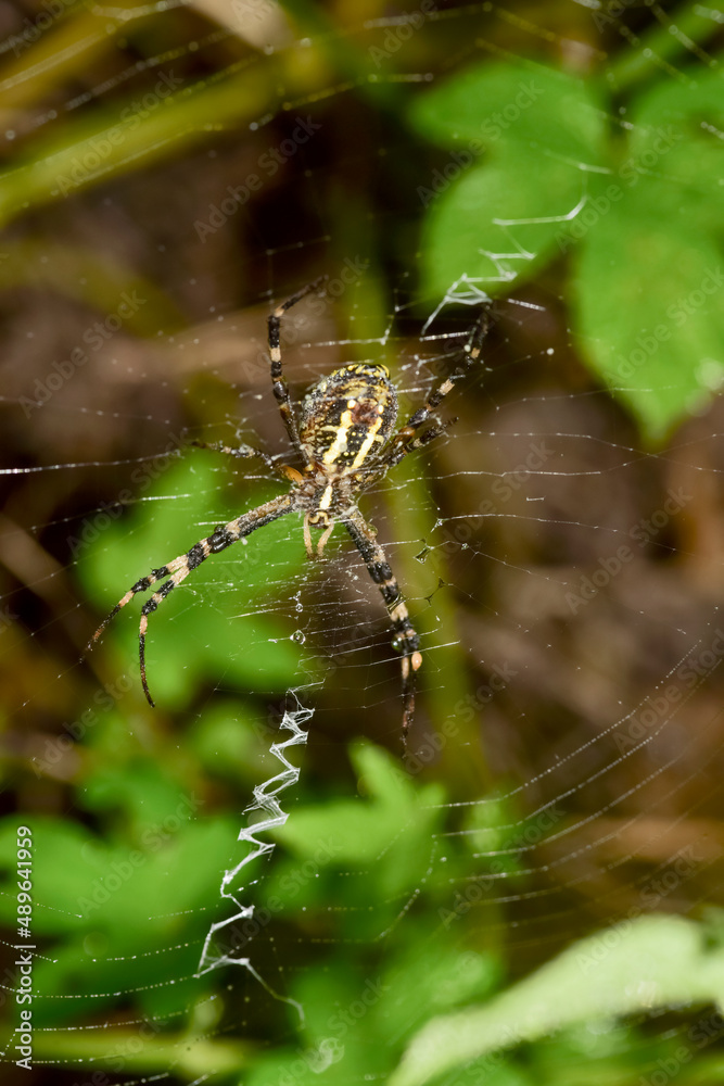 Insects that inhabit wild plants: a close-up of the nepelopteris and spider webs Insects that inhabit wild plants: a close-up of the nepelopteris and spider webs
