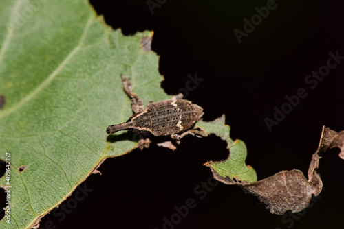 Canvas-taulu Insects inhabiting wild plants: close up of the twill weevil
