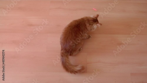 A red cat plays at home with a laser, jumps, runs in a circle, catches a red light with its paws. Cute fluffy animals. Cat family. Red and brown cats.