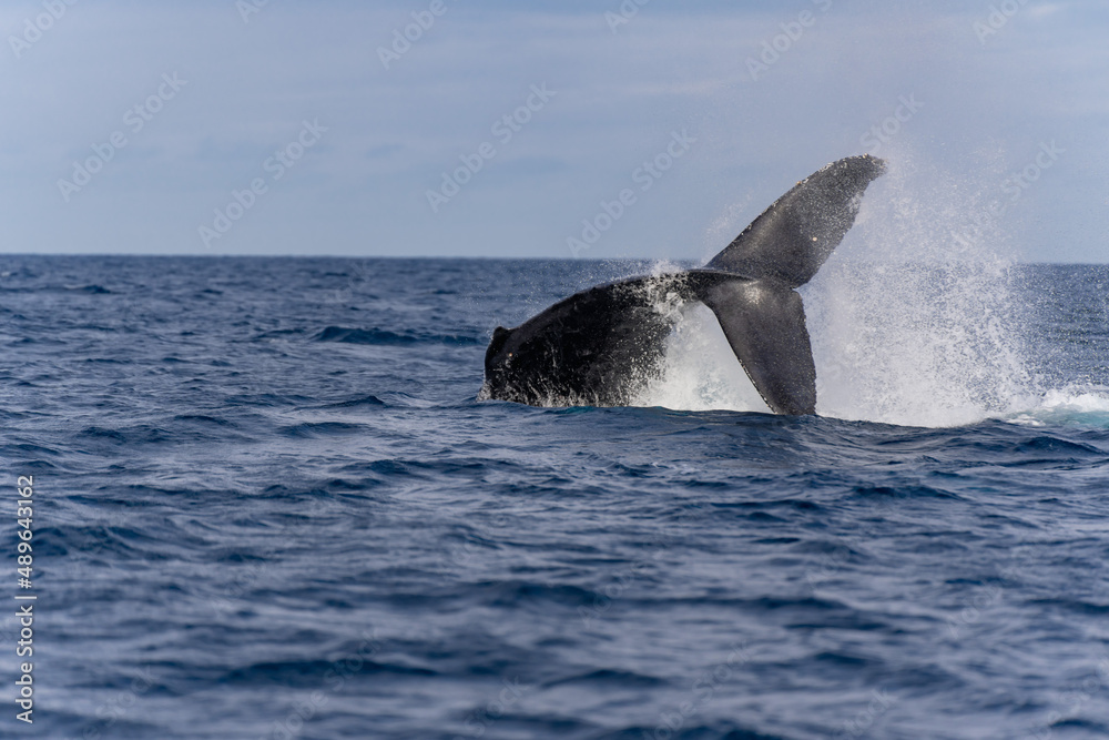 Fototapeta premium 本部港のクジラ