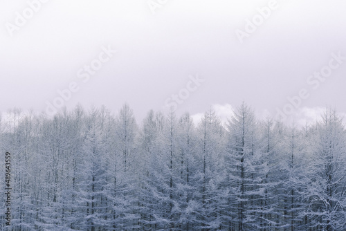 霧氷の森 © Masataka Inada