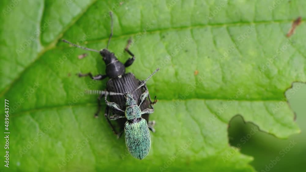 Close up view of beetles on vibrant green blade of grass Close up view of beetles on vibrant green blade of grass