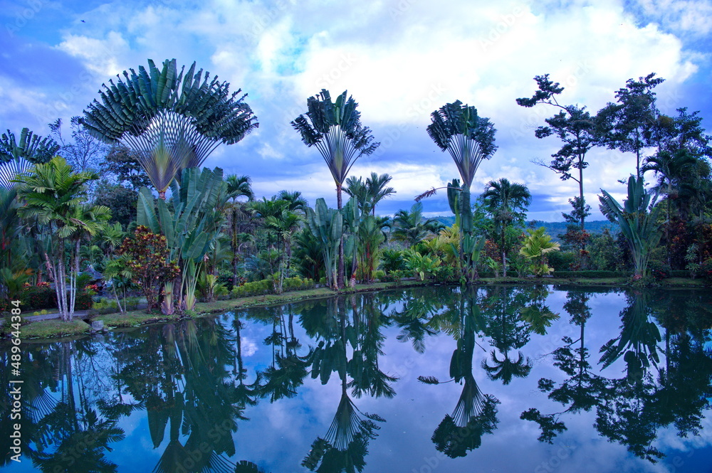 Beautiful tropical plants reflecting in water