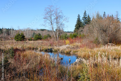Landscape color photo of a creek with grasses, reeds, and trees