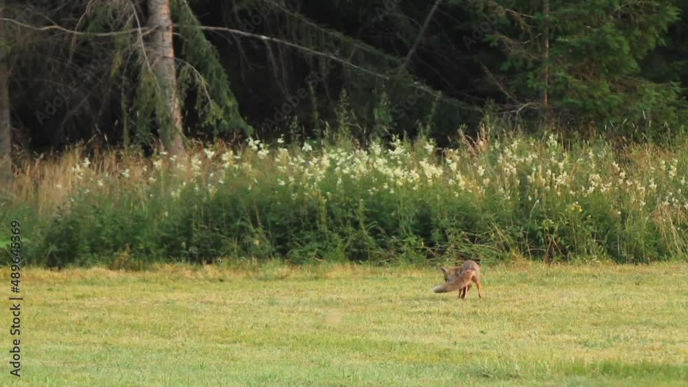 View of wild fox in grassy field View of wild fox in grassy field