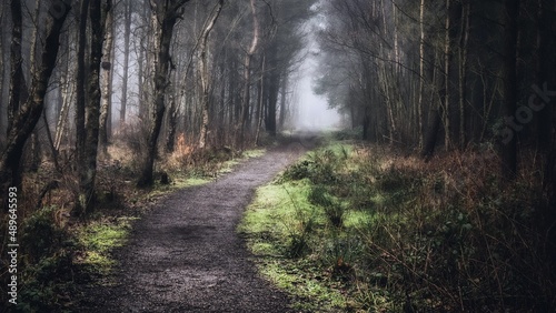 path in the woods