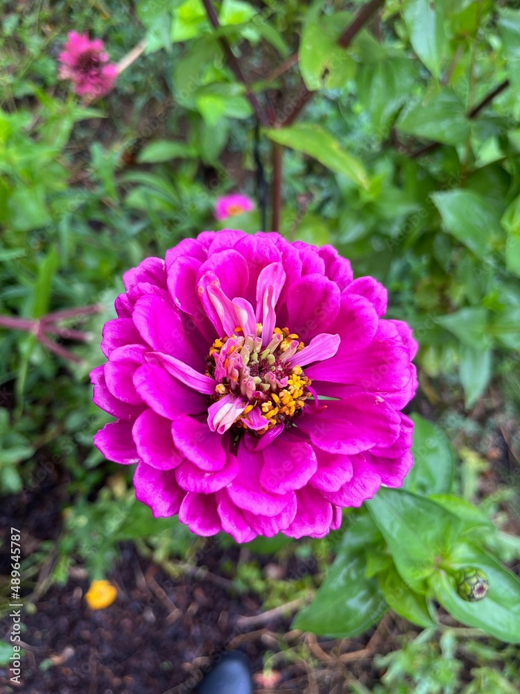 Fototapeta premium pink dahlia flower