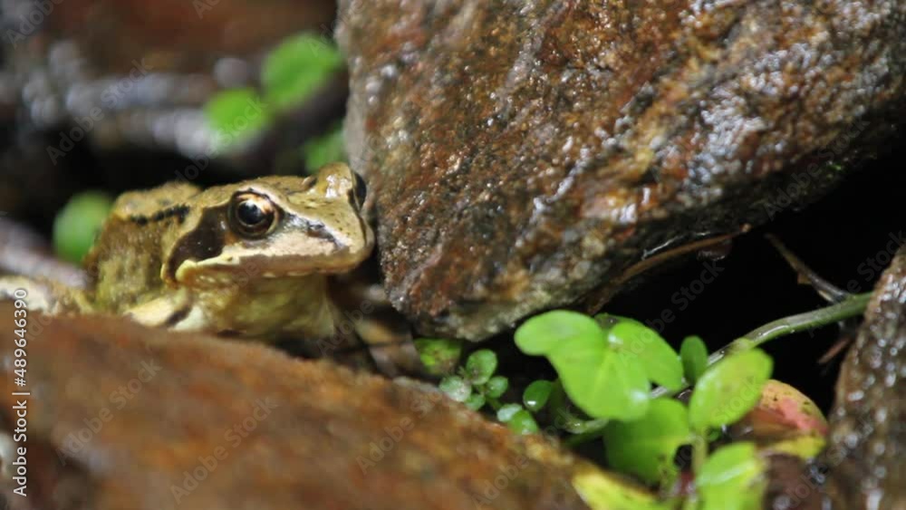 Close up view of frog's face Close up view of frog's face