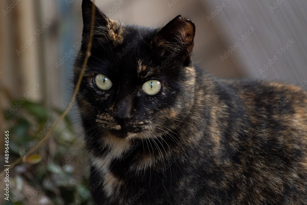 見つめる猫　サビネコ