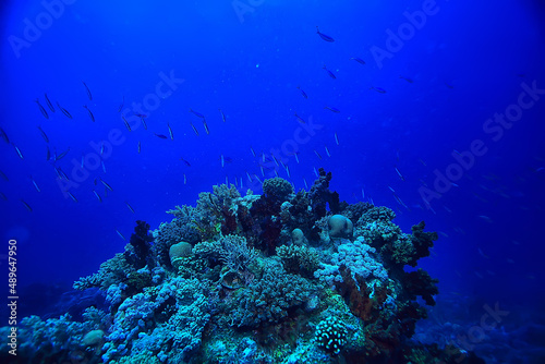 coral reef background, underwater marine life ecosystem ocean sea © kichigin19