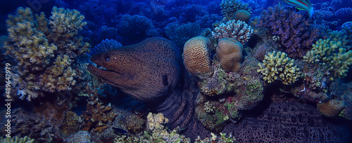 moray eel under water, nature photo wild snake predator marine in the ocean photo