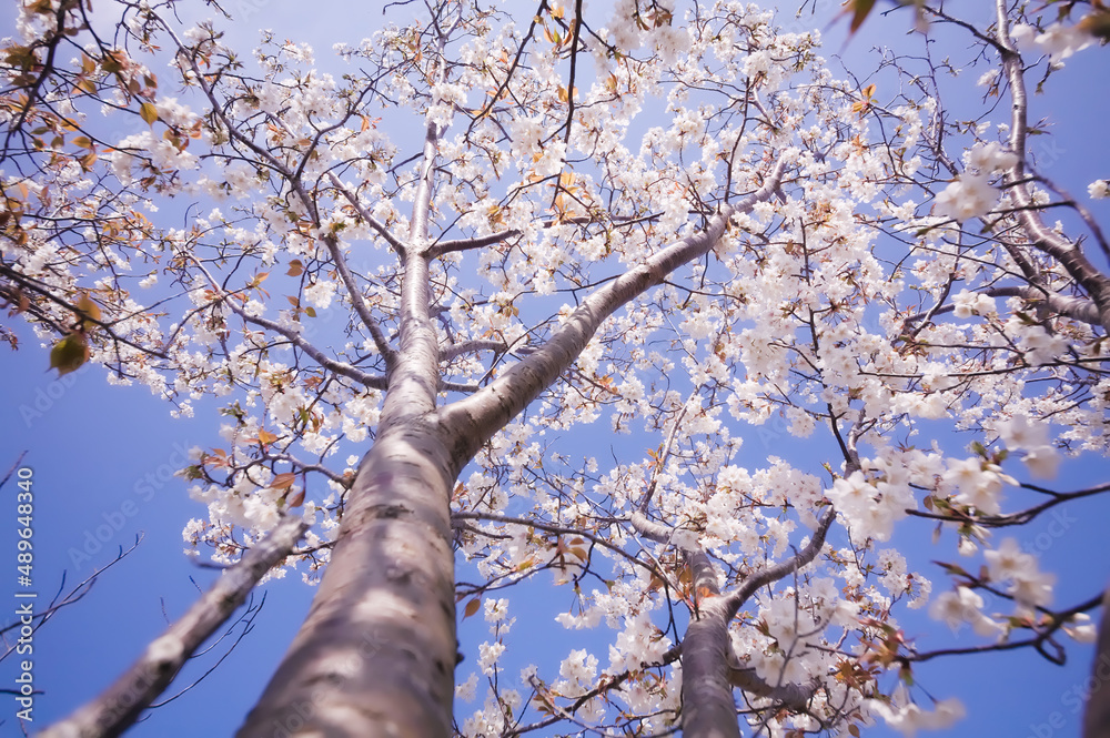満開の桜を下から見上げる
満開の桜を下から見上げる