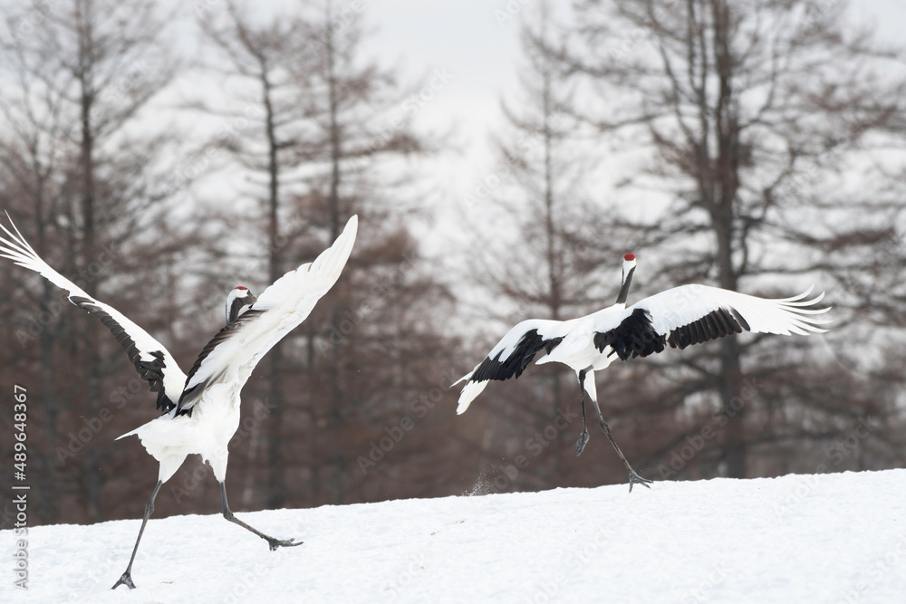 Pair of red-crowned cranes chasing after dancing Pair of red-crowned cranes chasing after dancing