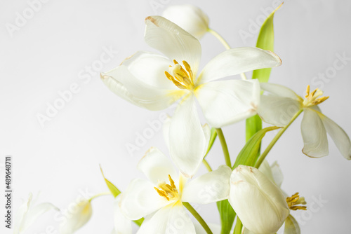 Beautiful white tulips on the white background. Ikebana arrangement  eco trends. For easter decoration at home.