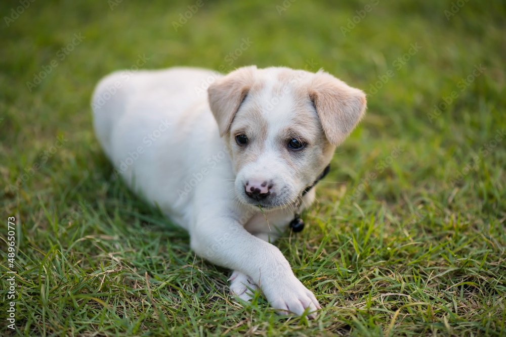 creamy labrador retriver puppy on grass field creamy labrador retriver puppy on grass field