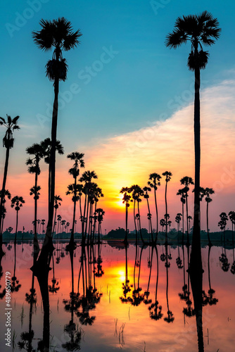 Veritcal silhouette sugar palm tree at dawn