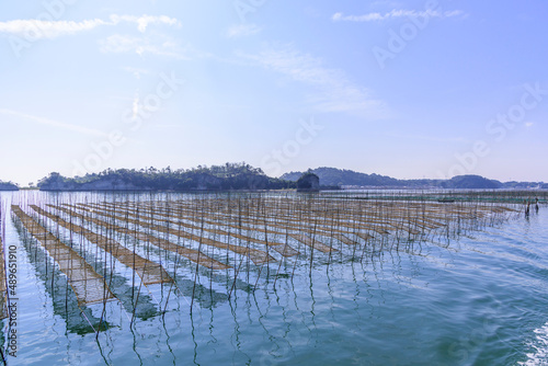 松島湾の海苔養殖 