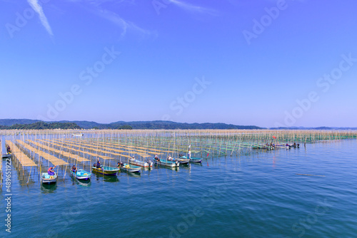 松島湾の海苔養殖 