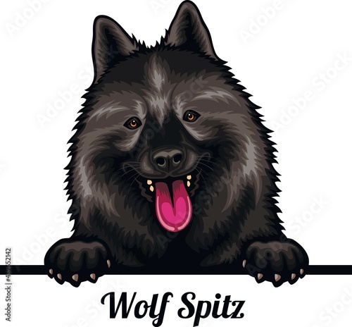 Wolf Spitz - Color Peeking Dogs - breed face head isolated on white