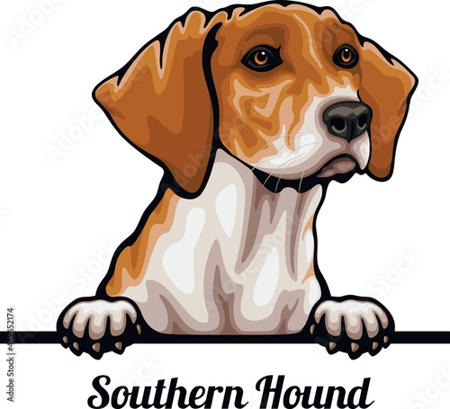 Southern Hound - Color Peeking Dogs - breed face head isolated on white
