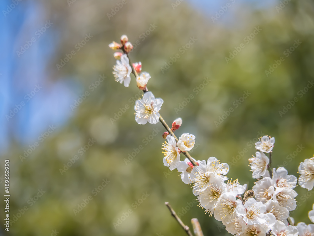早春の白梅 早春の白梅