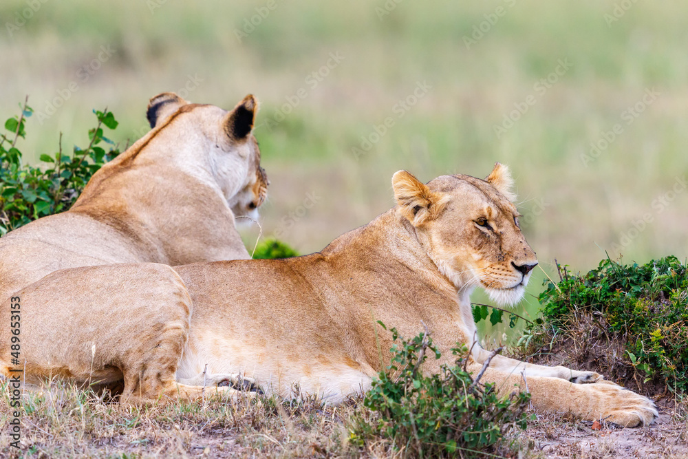 Portrait on two lionesses on the savanna Portrait on two lionesses on the savanna